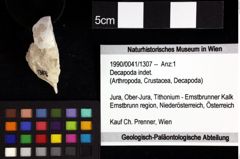 Foto (Objket + Etiketten) von Decapoda indet. 